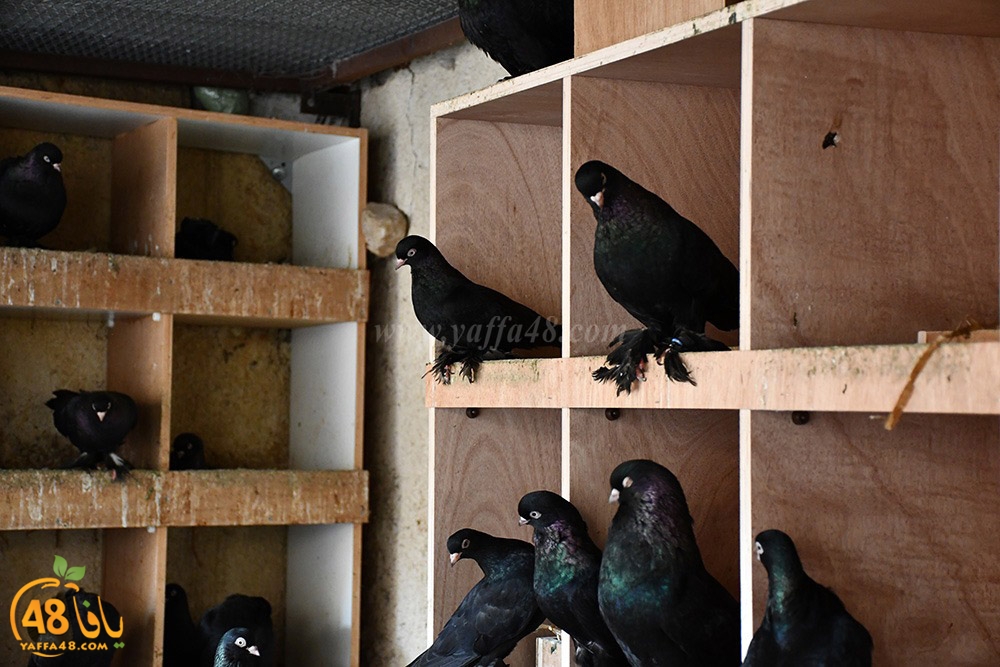 zohdi 3ashoor (117).jpeg